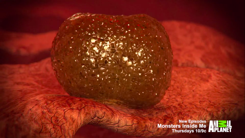 Have you seen this fungus?